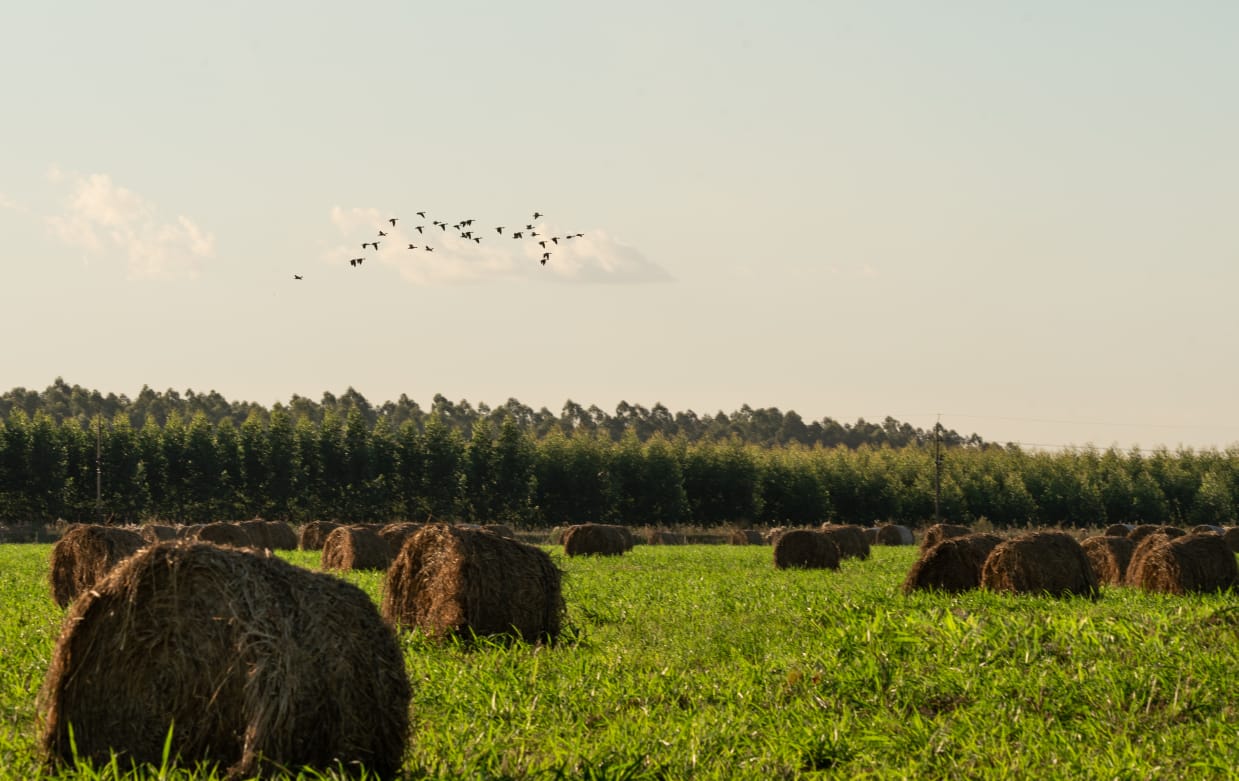 Hay bales on a field and birds flying overhead